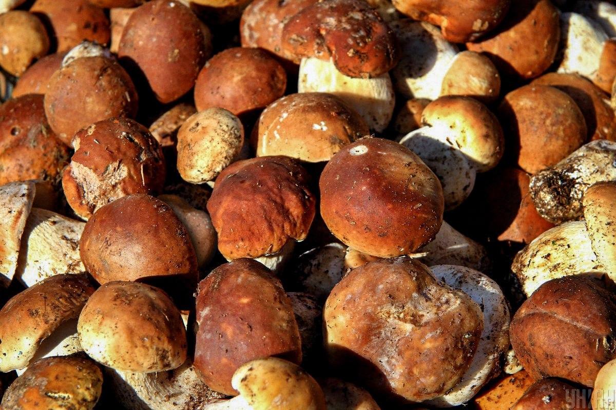 Hitta en sten bland svampar i tid / Moje collage