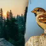 Endast personer med "hökblick" kan hitta en sparv på 7