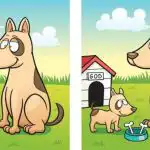 IQ-test: du måste hitta 5 skillnader mellan en bild av