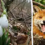 Optisk illusion visar dig vad din IQ är: du måste